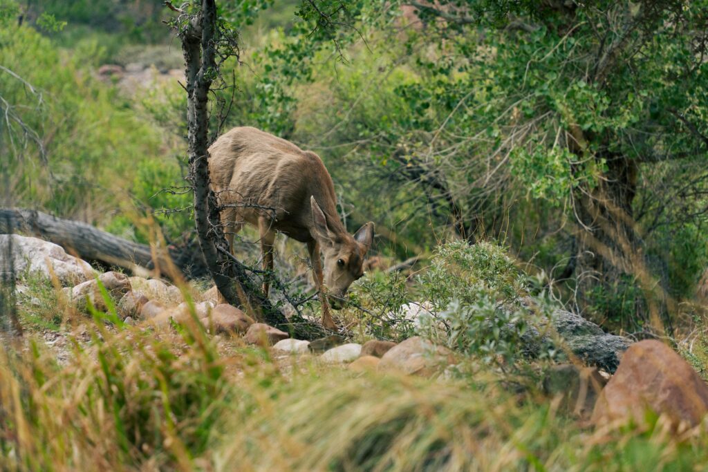 Hiking and Wildlife: Trails Where Nature Comes Alive
